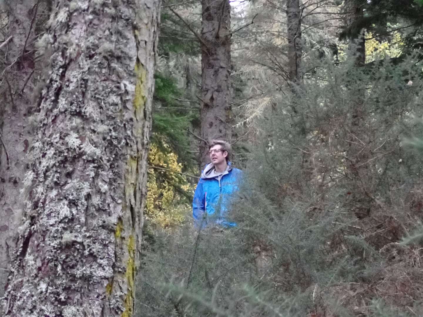 Peter explores the pine woods at Torr Point.