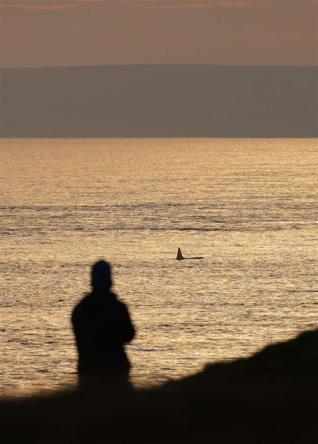 James Copeland watching an orca at dawn at St John's Point. Picture: Steve Truluck At Sea
