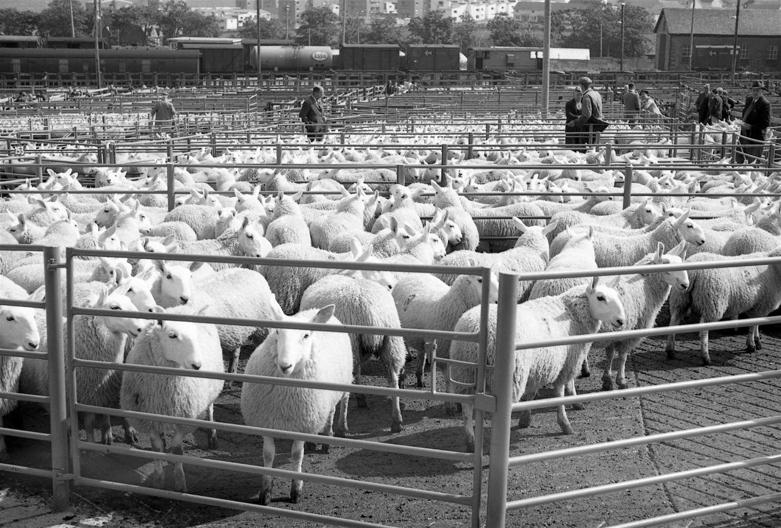 A busy sale of sheep at the Thurso mart. Picture courtesy of Selby Collection and Thurso Heritage Society