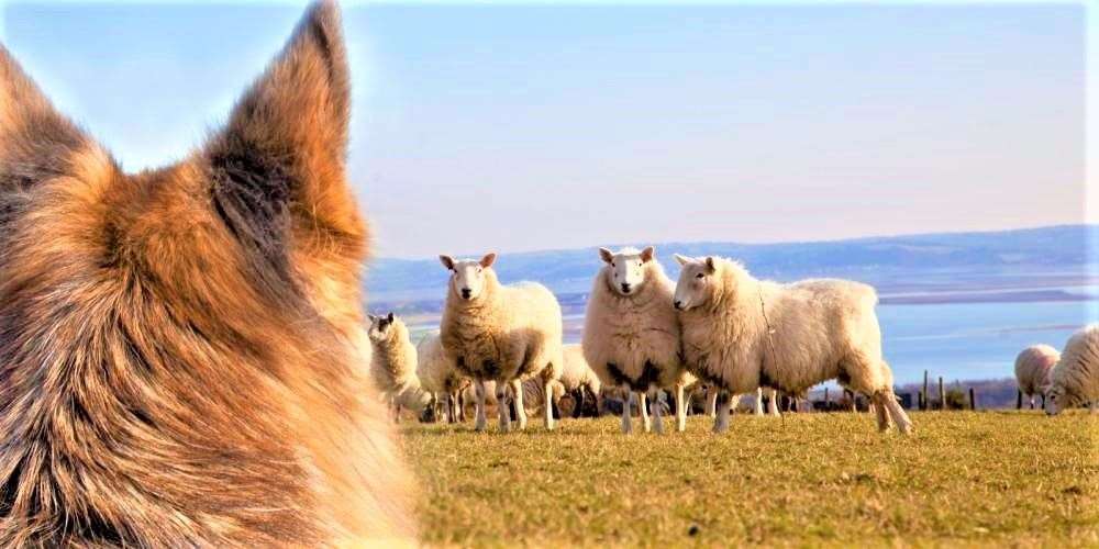 National Sheep Association highlights the risk to sheep from dog worrying.