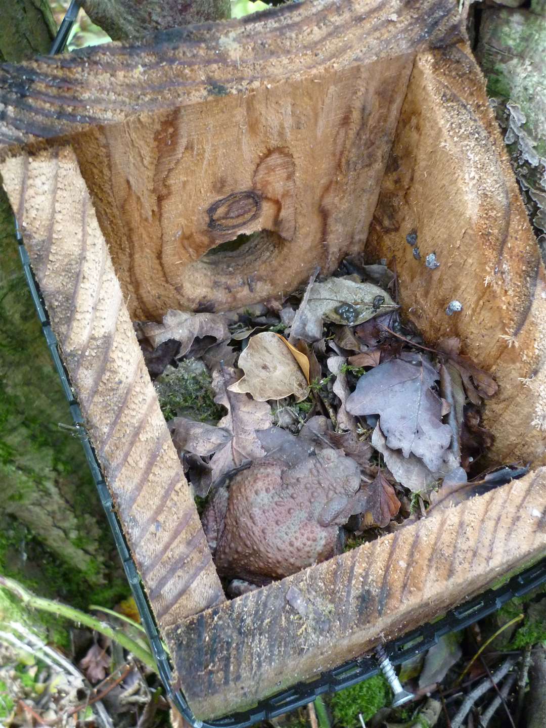 Toads were found inside nest boxes (Froglife/PA)