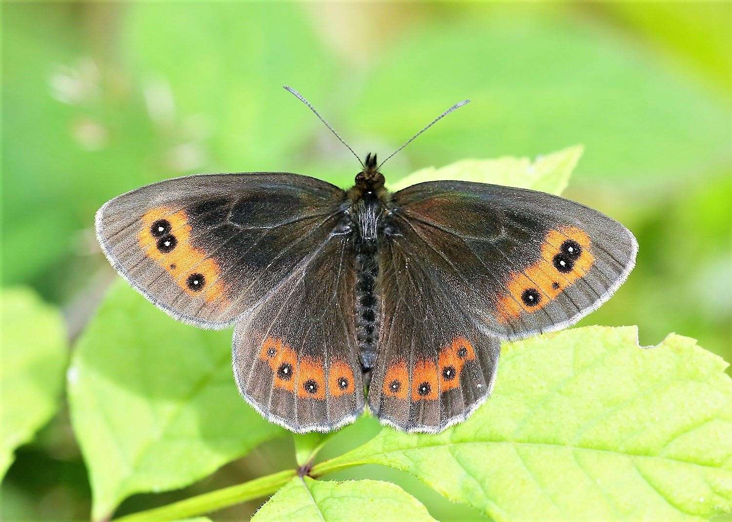 Can you spot a Scotch Argus in Caithness? Picture: Iain H Leach