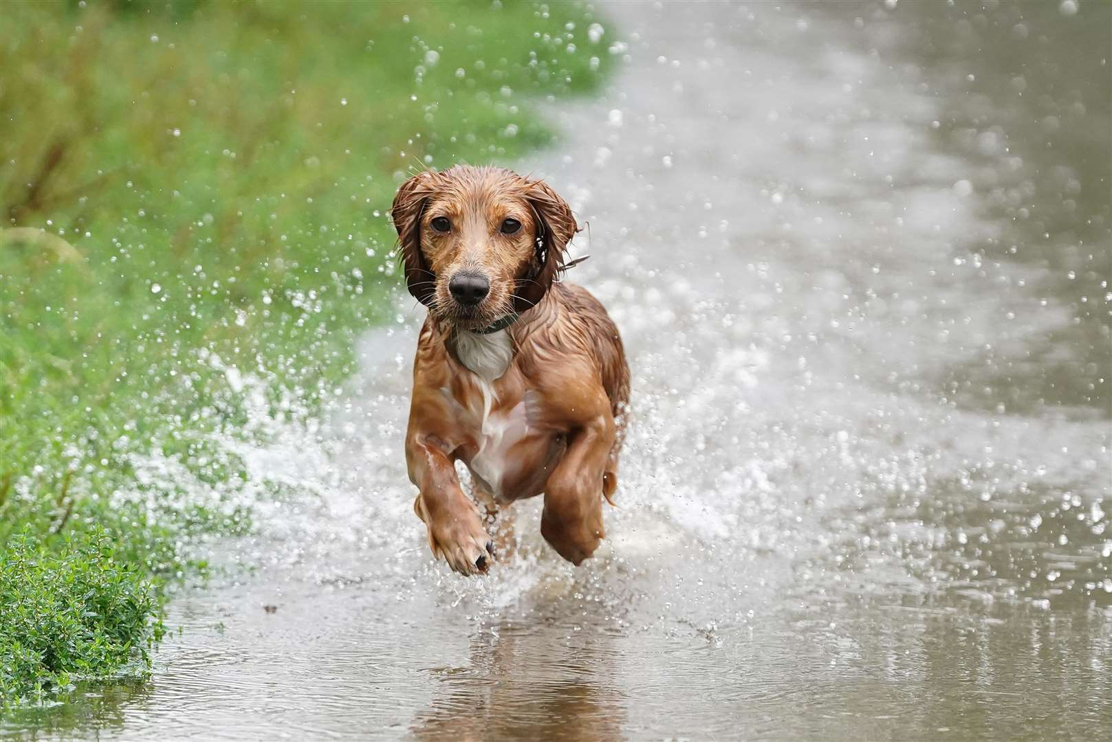 Hunter, a long haired dachshund, enjoyed the puddles at the Ingrebourne Valley Nature Reserve in Rainham (Ian West/PA)
