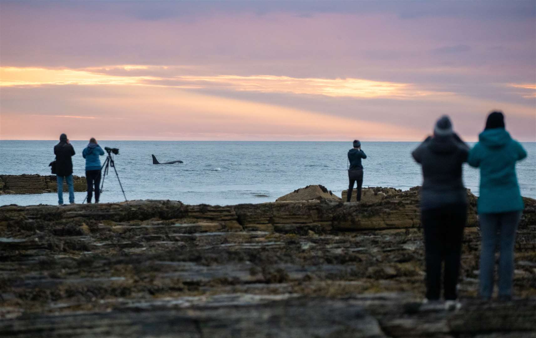 Orca watchers at Brims last year. Picture: Karen Munro