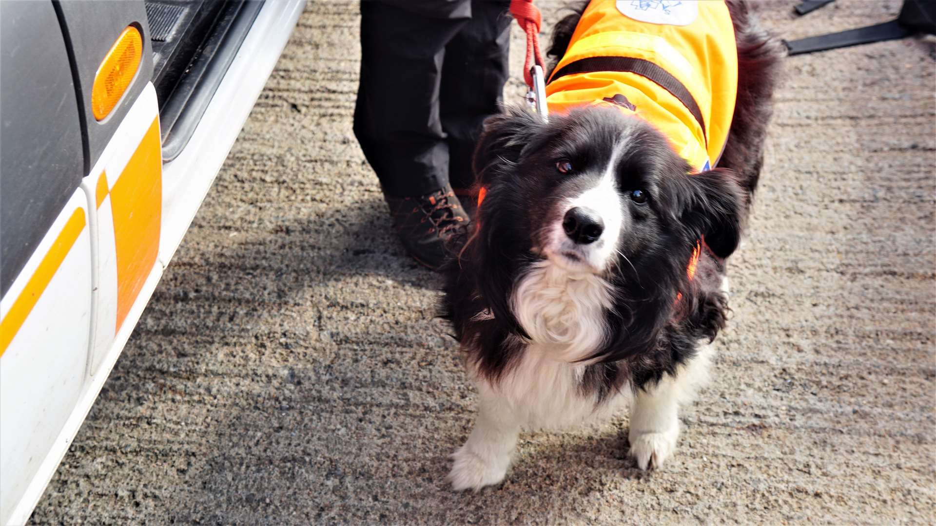 Molly the collie aided in mountain rescue missions and has recently retired said her handler Charlie MacLeod from Ulbster. 'She has found someone four metres deep,' said Charlie. Picture: DGS