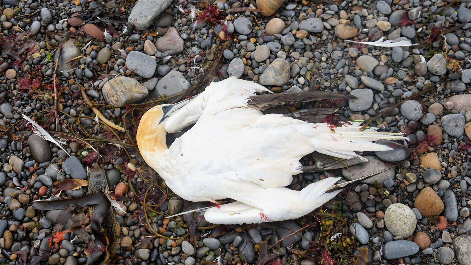 A recently deceased gannet washed in at Lybster. Picture: DGS