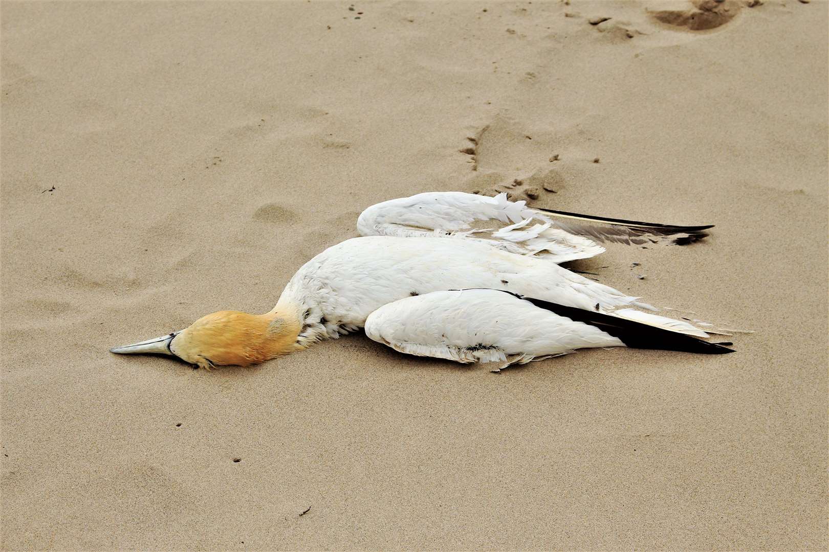Several dead gannets were also found on Reiss beach at the weekend. Picture: Alan Hendry