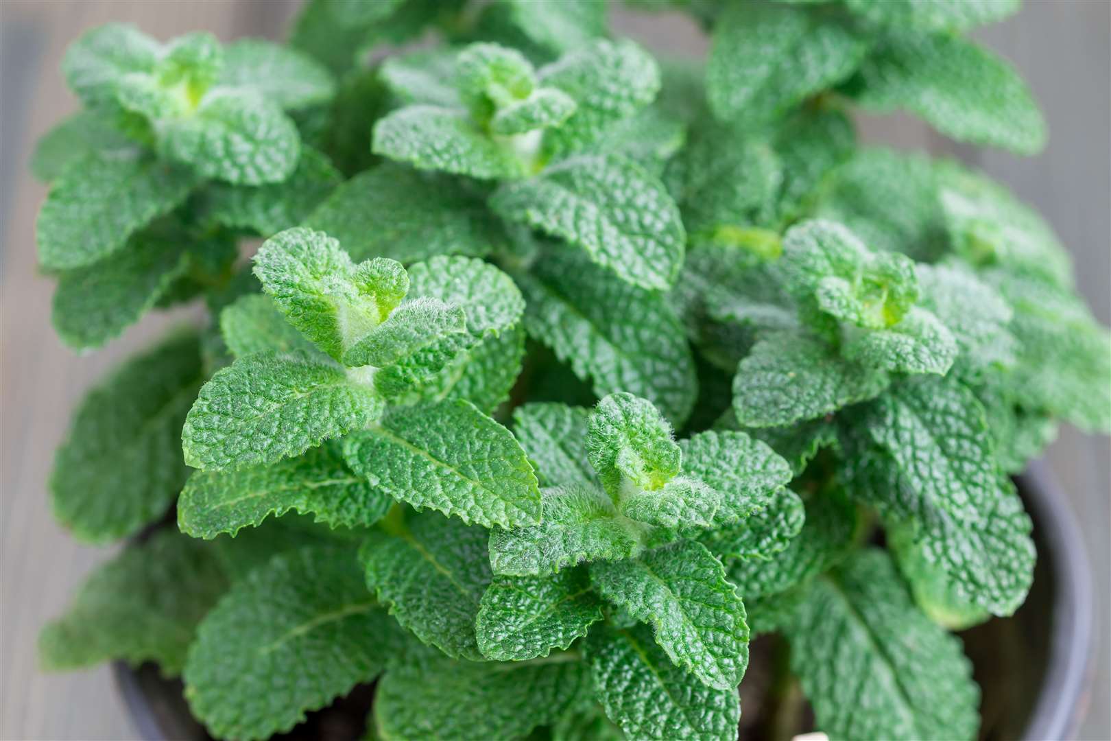 Apple mint is good for attracting bees and other pollinators.