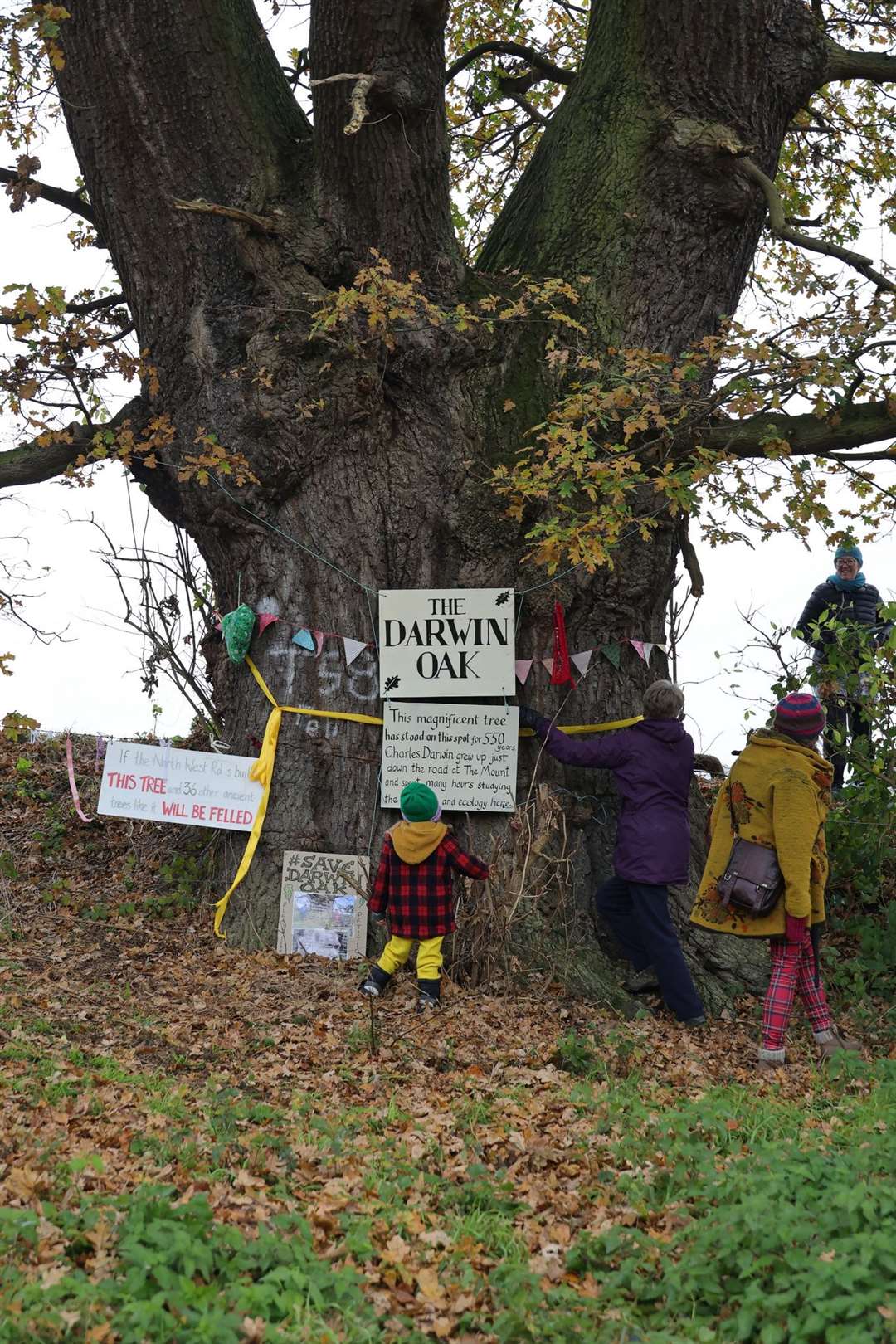 The Darwin Oak was painted and decorated (Chris Warrender/PA)