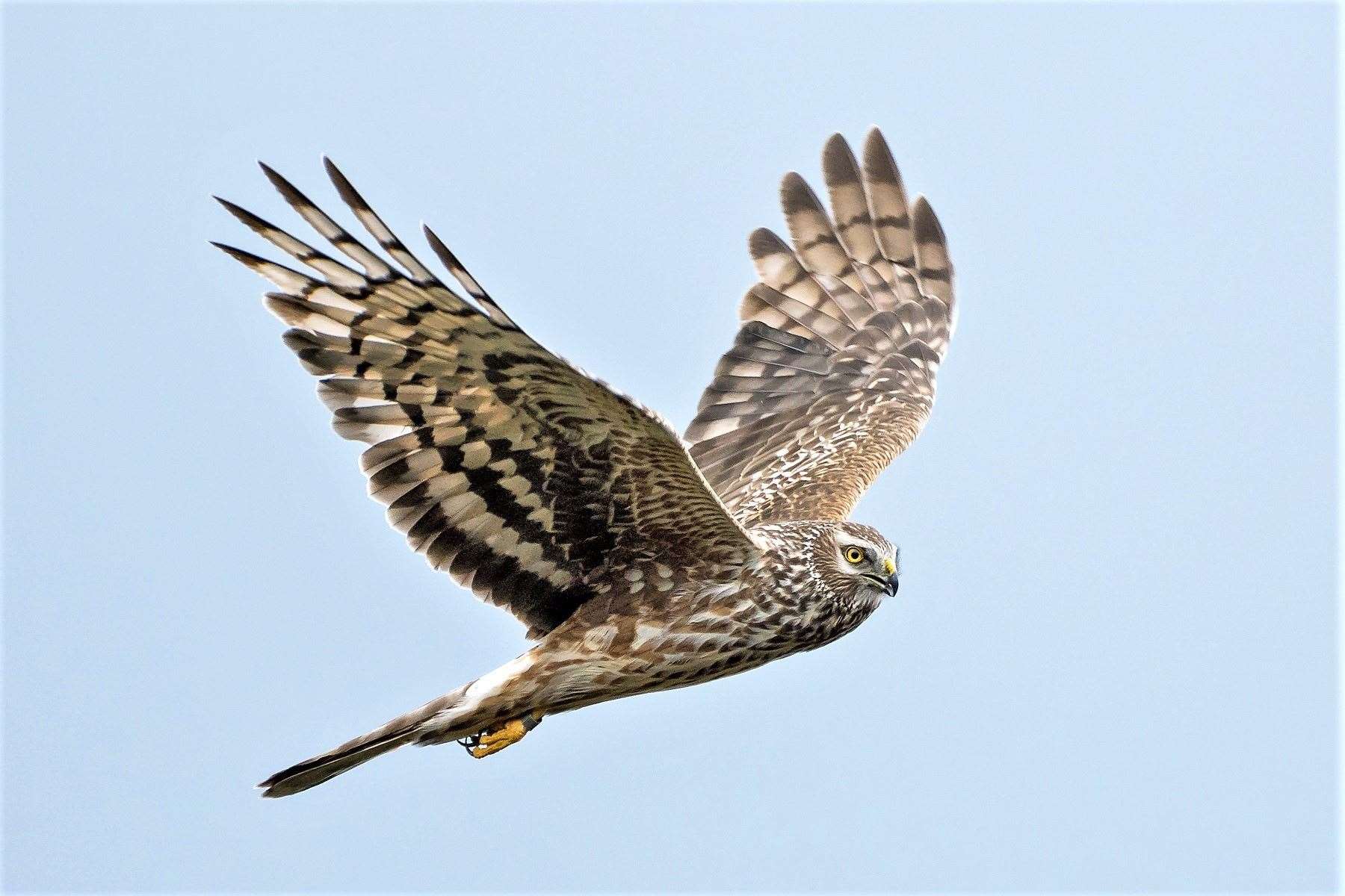 Female hen harrier. Picture: Pete Morris