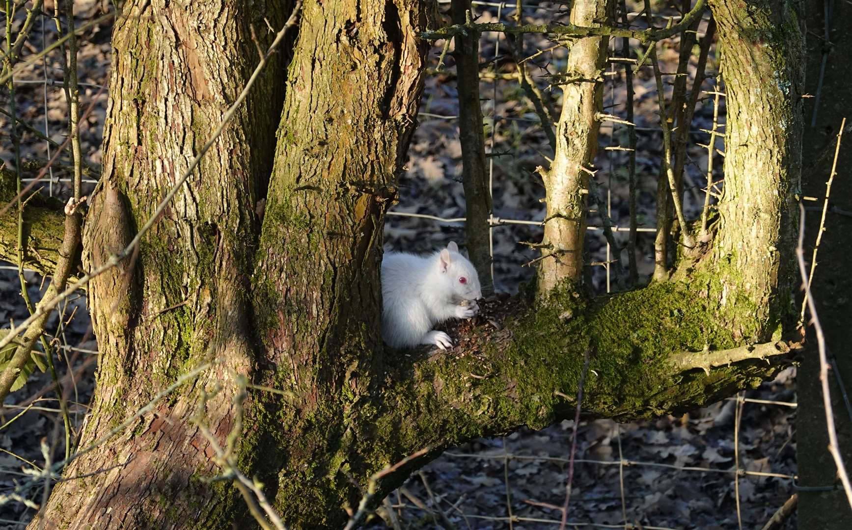 The squirrel was spotted in a tree in squirrel (Clive Marshall/PA)