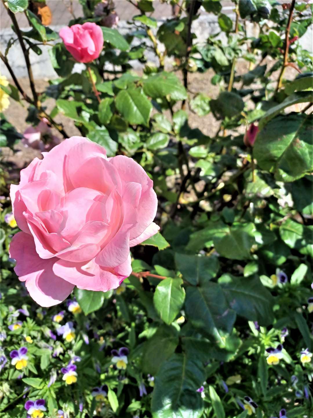 One of the flowers at Olrig Street is this Queen Elizabeth rose that was specially bred in 1954 by American rose fancier, Walter Lammerts in honour of Her Majesty ascending to the throne. 'This was the first plant I planted,' said Alexander Glasgow.