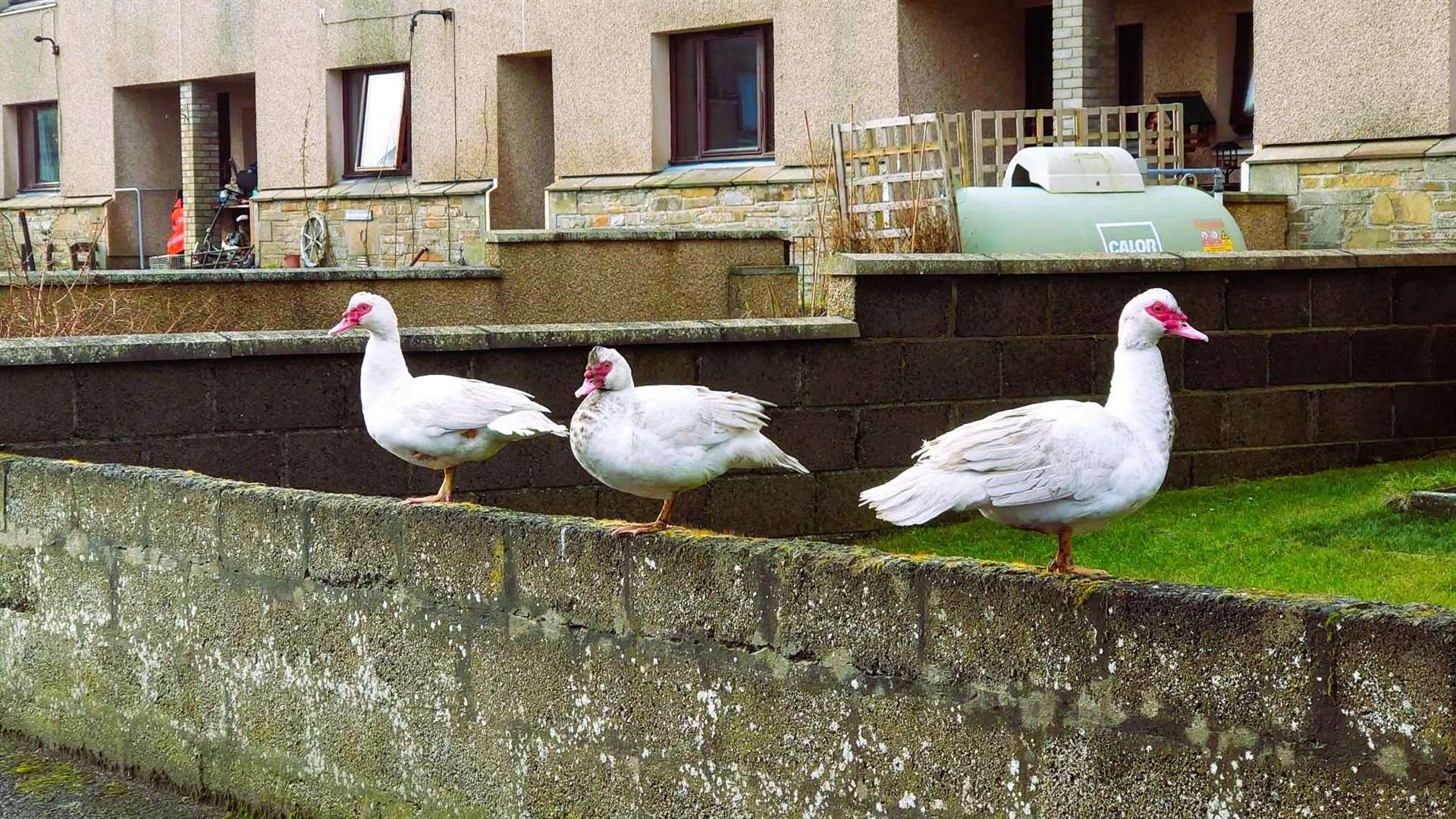 Muscovy ducks have appeared in Lybster and are thought to be a resident's pets. Picture: Donald Henderson