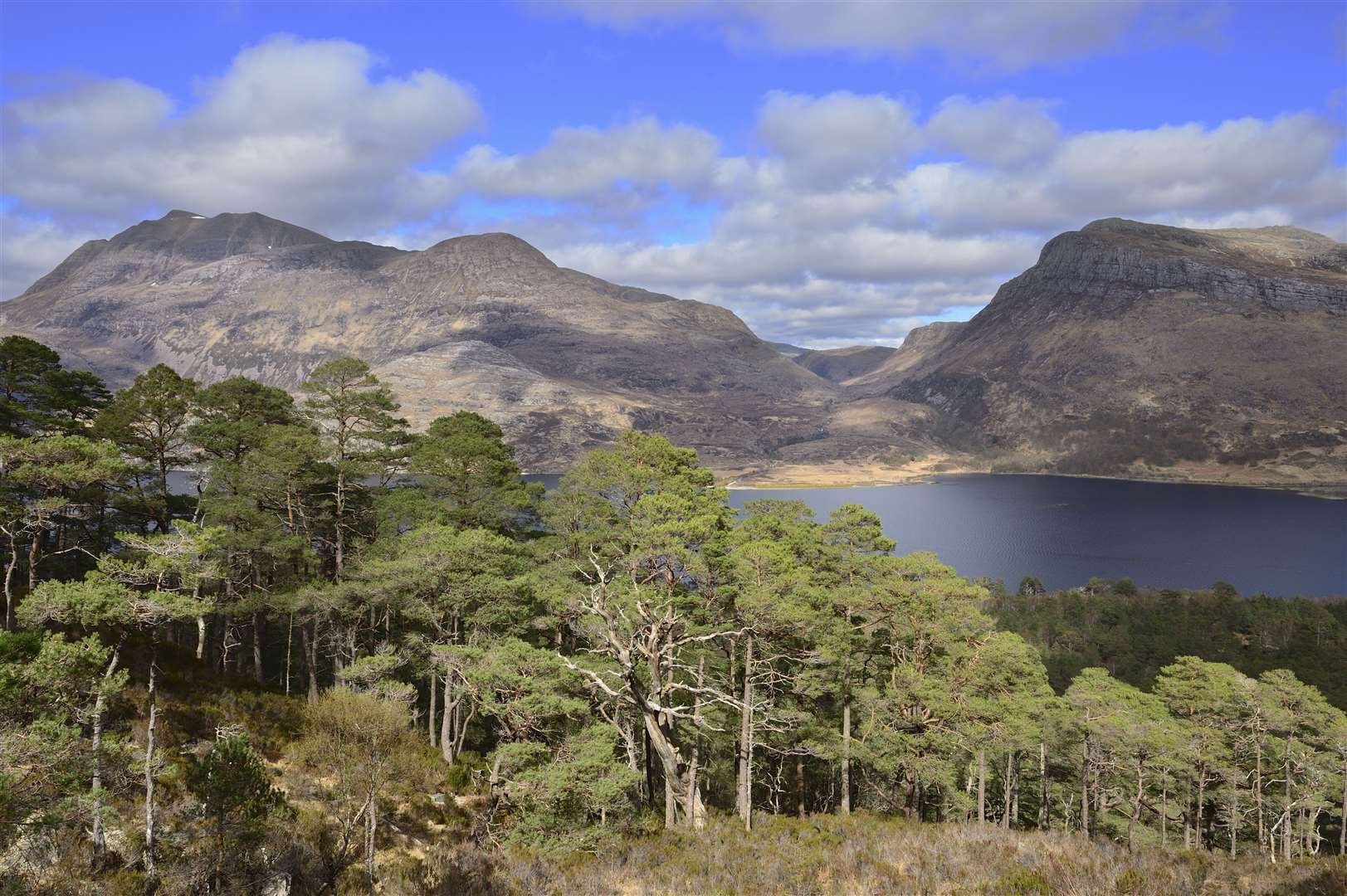 Scots pines (Pinus sylvestris) growing beside the mountain trail at Beinn Eighe National Nature Reserve, April 2015..©Lorne Gill/SNH.