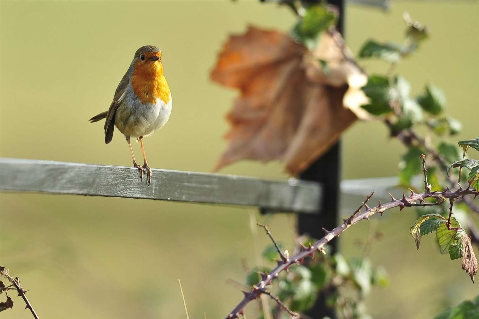 The scientists believe physical displays of territoriality rise because traffic noise interferes with robins’ signalling behaviour using song (PA)