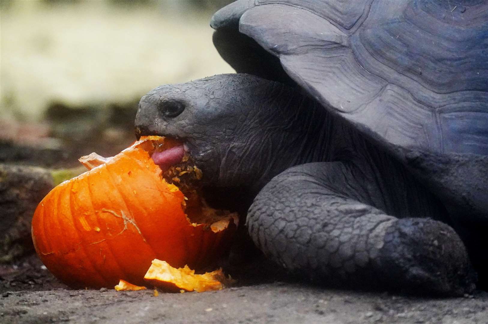 A Galapagos tortoise demolishes one of the pumpkins (Jonathan Brady/PA)