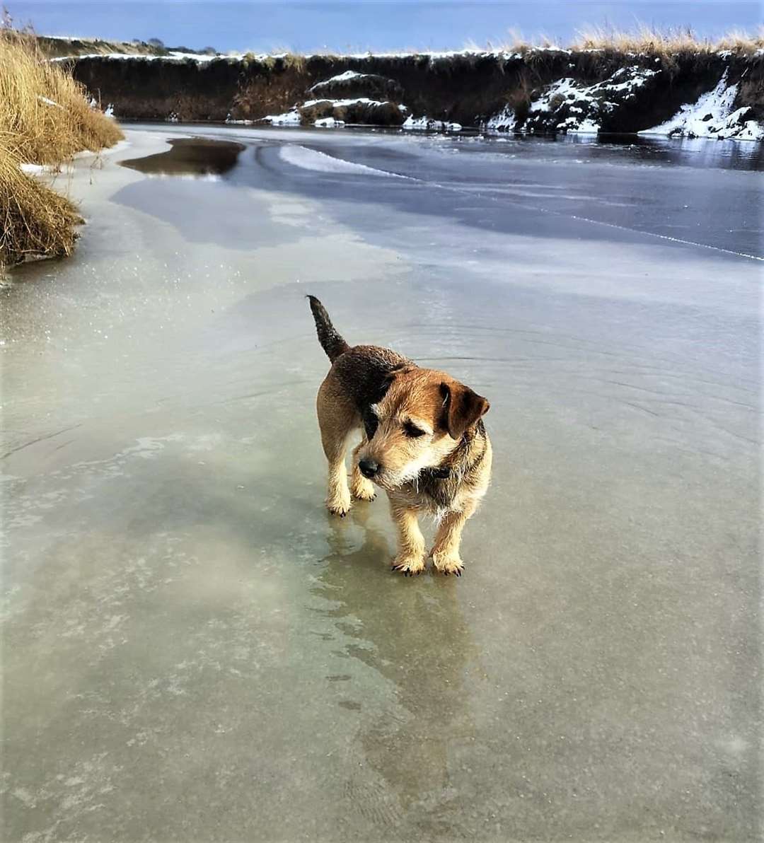 Dogs can stray on to frozen stretches of water and get into trouble as well.