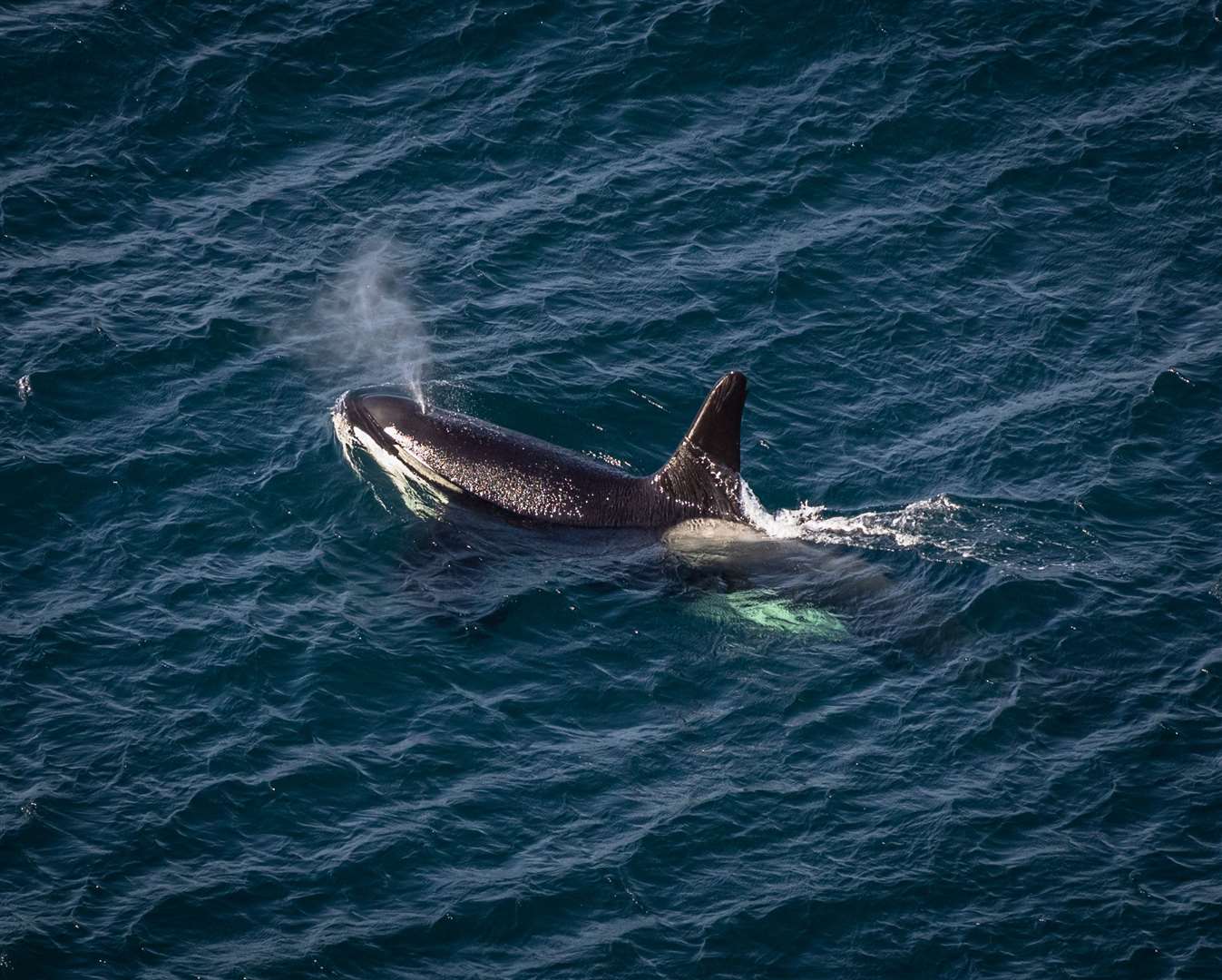 The bull orca known as number 34, from the 27s pod, passing Dunnet Head on Wednesday afternoon. Picture: Karen Munro