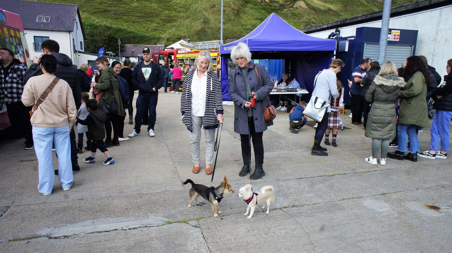 Visitors came along with their dogs to enjoy the event. Picture: DGS