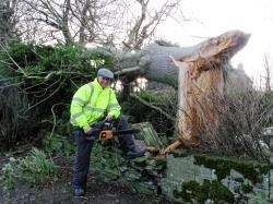 Gordon MacFarlane, of Watten, with the fallen ash tree.