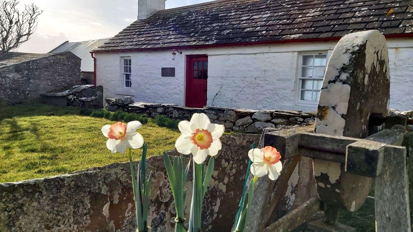 Pink Charm narcissi grown by Ruth Manson adding a splash of colour at Mary-Ann's cottage. Mrs Mary-Ann Calder was a founder member of Dunnet SWRI, which is the oldest institute in Caithness.