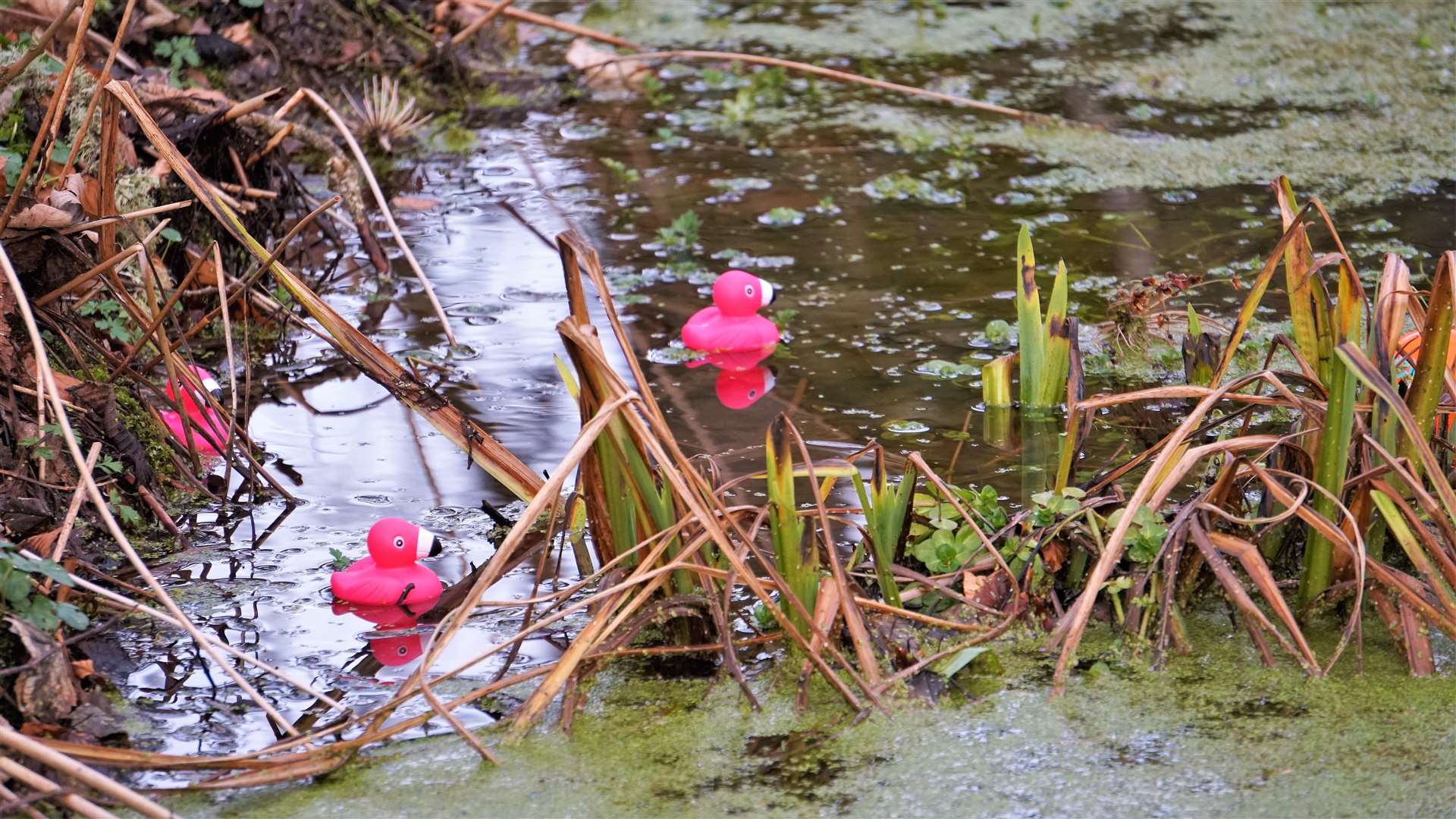 A special game for children with plastic ducks on the pond. Picture: DGS