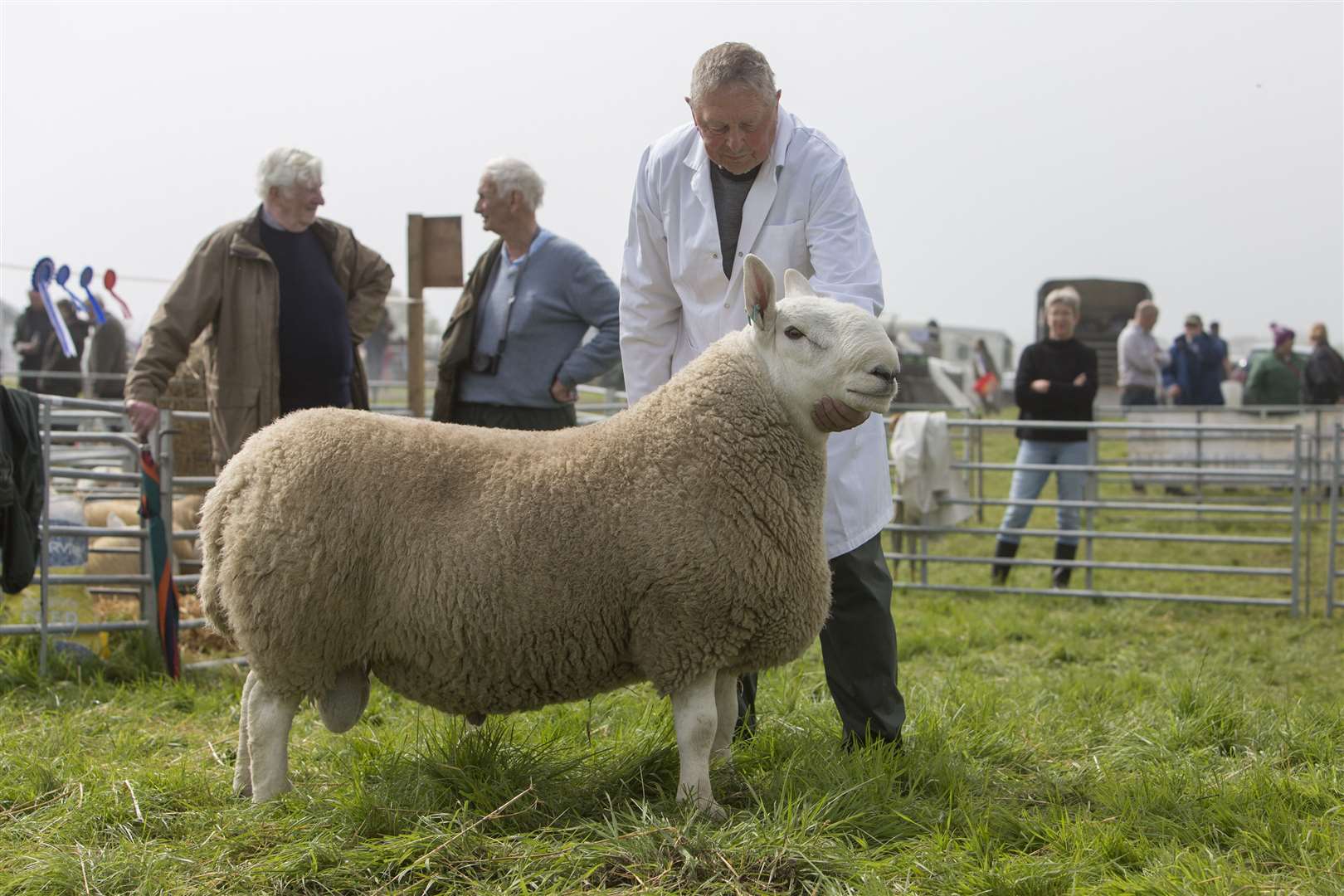 James Mackay, Biggins Farm, Killimster, with the North Country Cheviot champion, Longoe Commander by Durran Xinzing. Picture: Robert MacDonald / Northern Studios