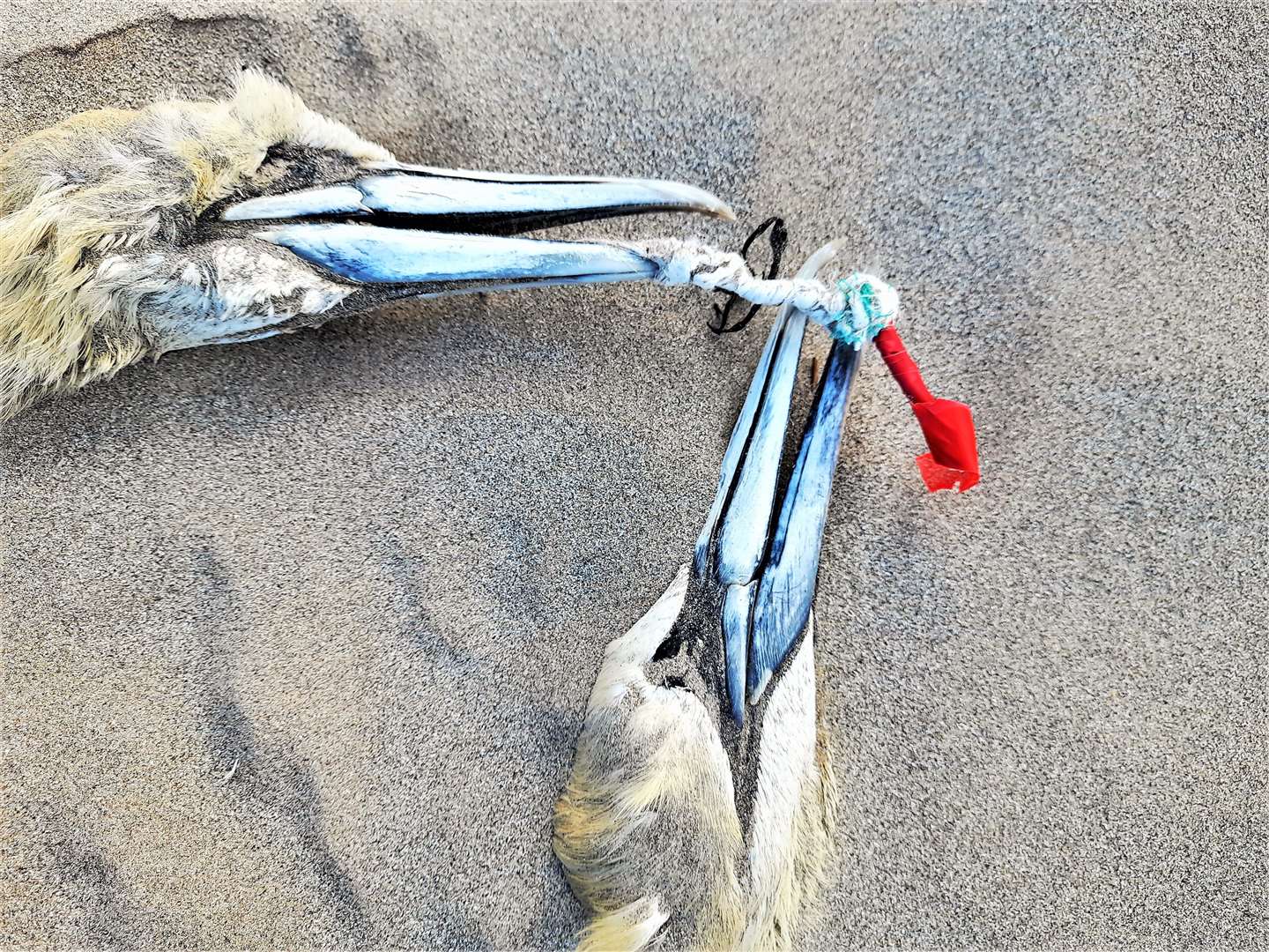 The sad sight of gannets caught by their beaks in a discarded piece of plastic string. Pictures: Dorcas Sinclair