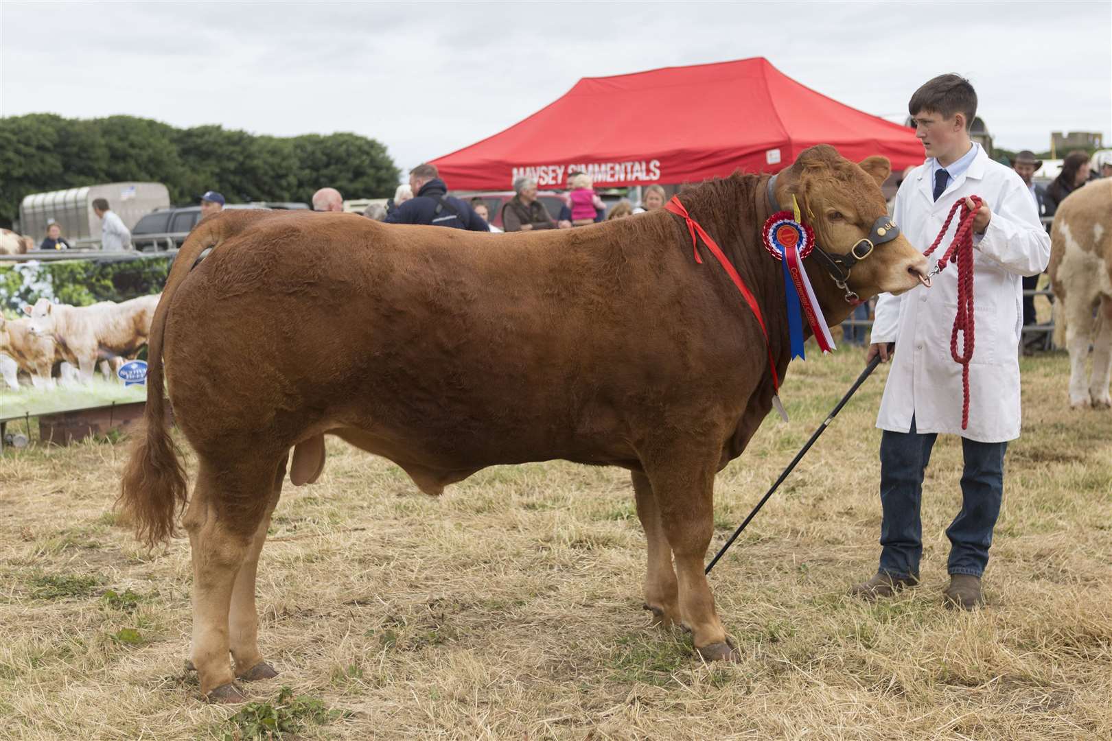 Will Oag, Achiebeg, Shebster, with his father Gary's continental champion, Brims Smithy, a May-born Limousin bull by Brims Nicco. Picture: Robert MacDonald / Northern Studios