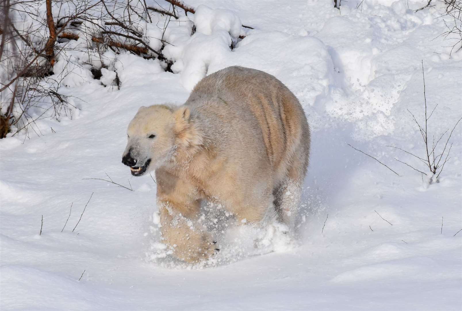 Hamish in the snow at the Highland Wildlife Park. Picture: RZSS / Alyson Houston