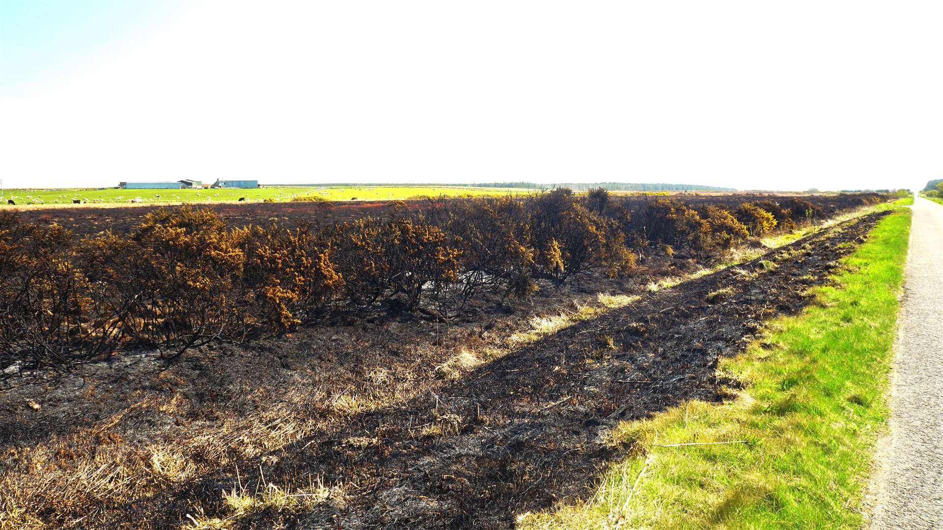 The area of burning affected whins and the roadside verge for around half-a-mile on the Sibster road (B874). Picture: DGS