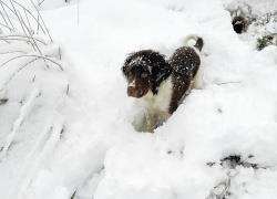 The snow at Rumster Forest was a great source of fun for Bosun the puppy.