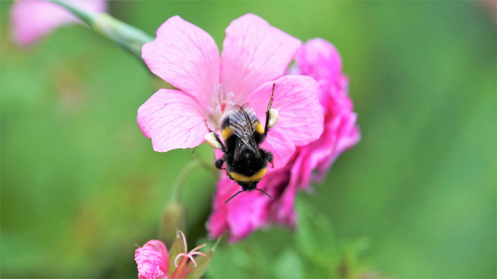A bee collecting pollen at a garden in Wick. Picture: DGS