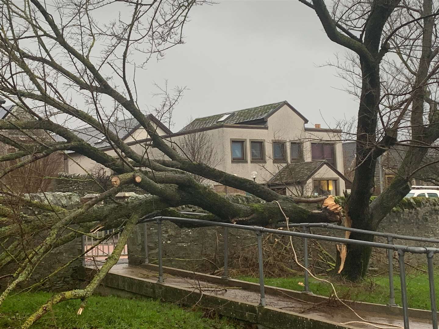 The tree at Miller Academy which fell victim to Storm Arwen. Picture Mark Rosie