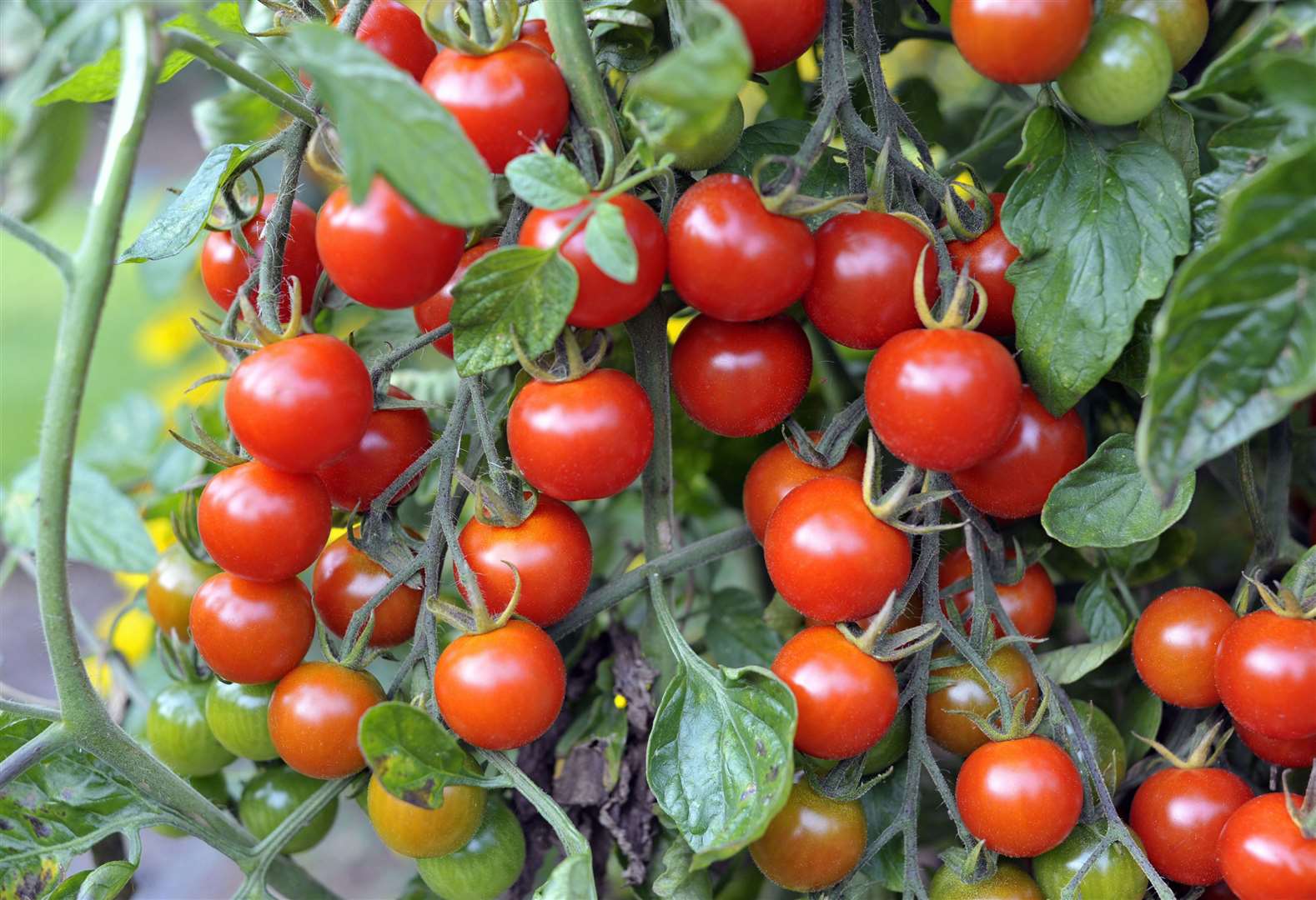 Growing tomatoes and other fresh food closer to home is just one thing that can help our world.