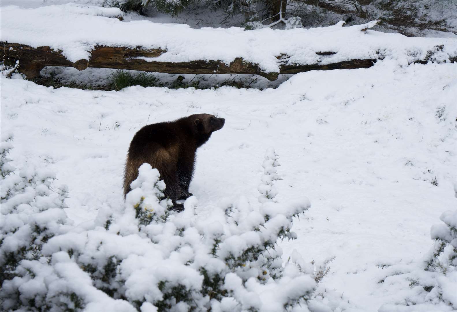 Puff the wolverine enjoying the snow at Whipsnade Zoo (Whipsnade Zoo/PA)
