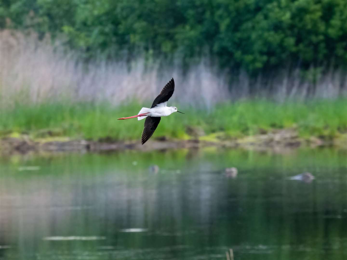 A black-winged stilt in flight at the reserve (Paul Paddock/PA)
