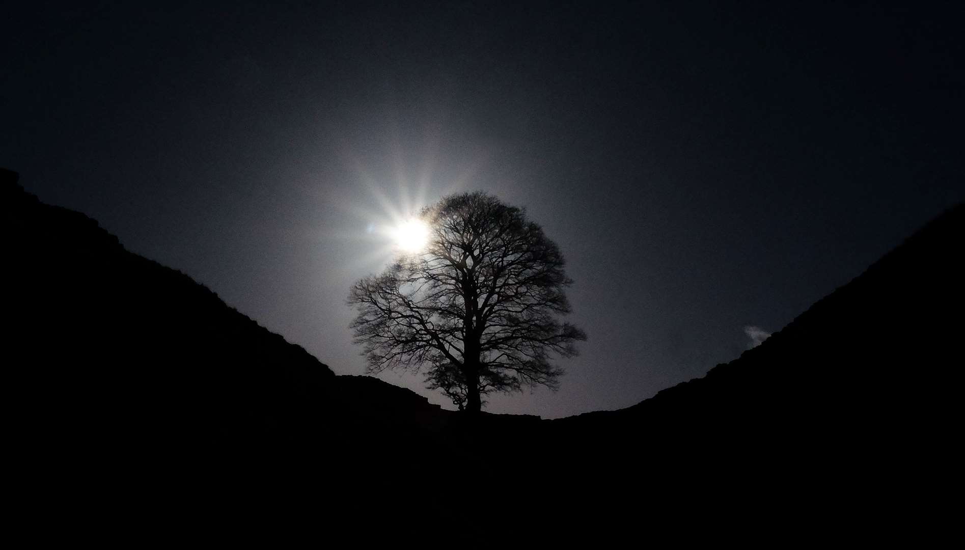 Light shines through the tree (Owen Humphreys/PA)