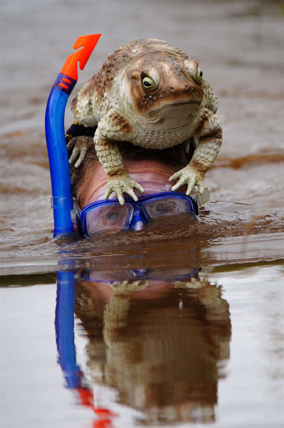A plastic toad hitched a ride on one of the snorkellers (Ben Birchall/PA)