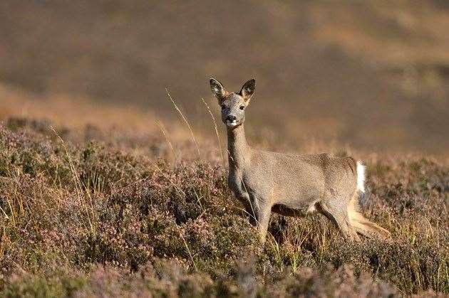 The law has been changed in an effort to help tackle increasing deer numbers in Scotland.