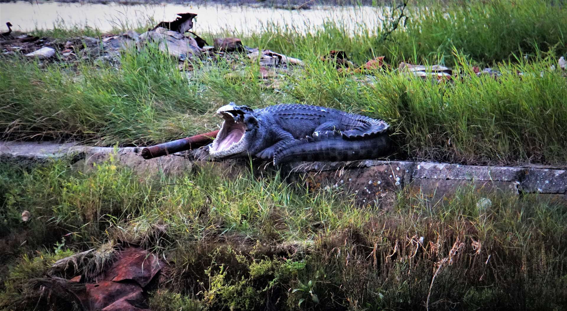 The Wick river croc caused a stir back in 2020. Picture: DGS