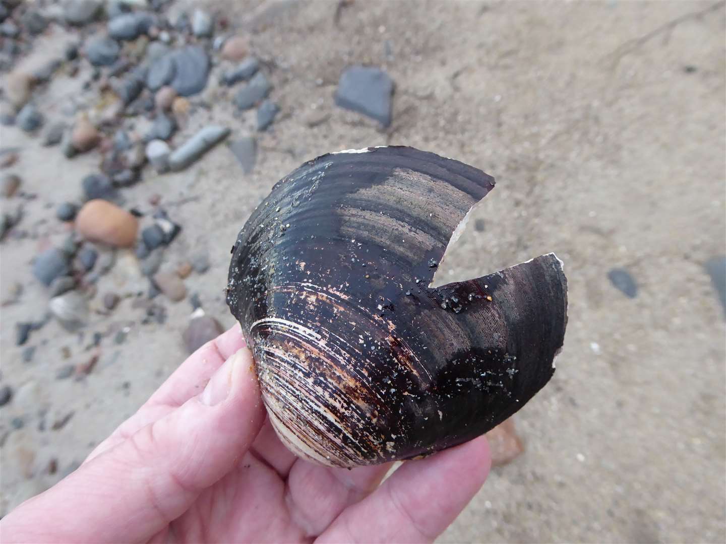 Broken shells like this one found at Reiss beach can show evidence of damage caused by dredging the seabed.