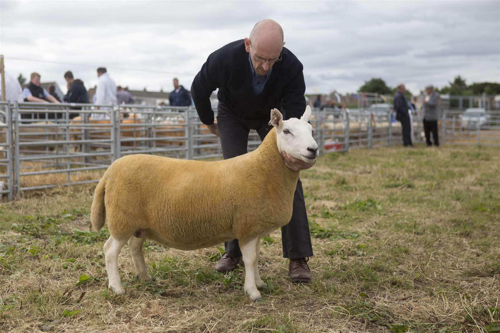 Andrew Campbell, Mill House, with his Cheviot hill sheep champion, a two-crop ewe by an Inkstack tup. Picture: Robert MacDonald / Northern Studios