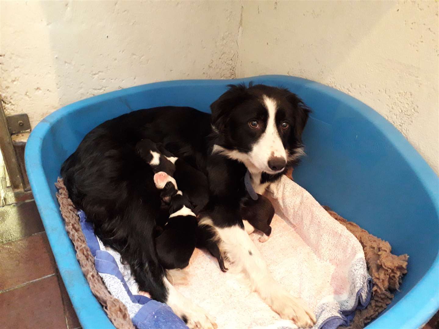 Ash with her puppies after being rescued.