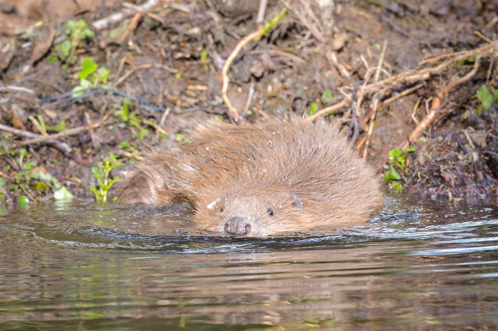 The Government has faced criticism over delays to help nature, including reintroducing beavers (Ben Birchall/PA)