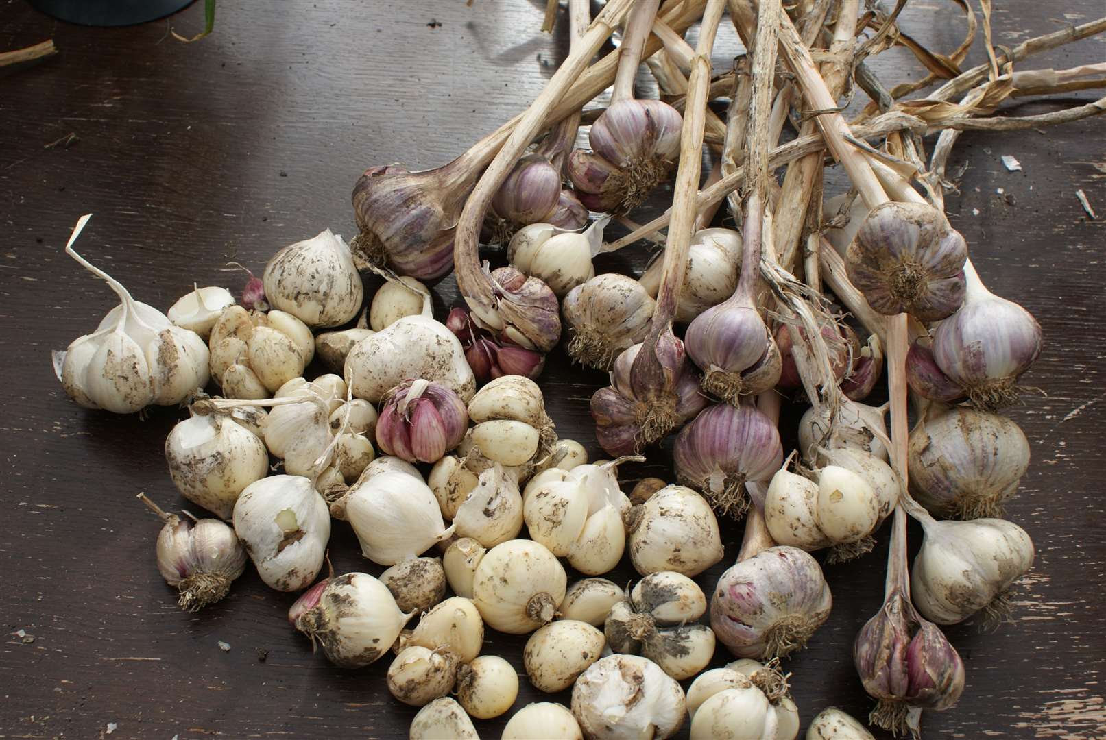 Traditionally Halloween is the time to plant garlic.