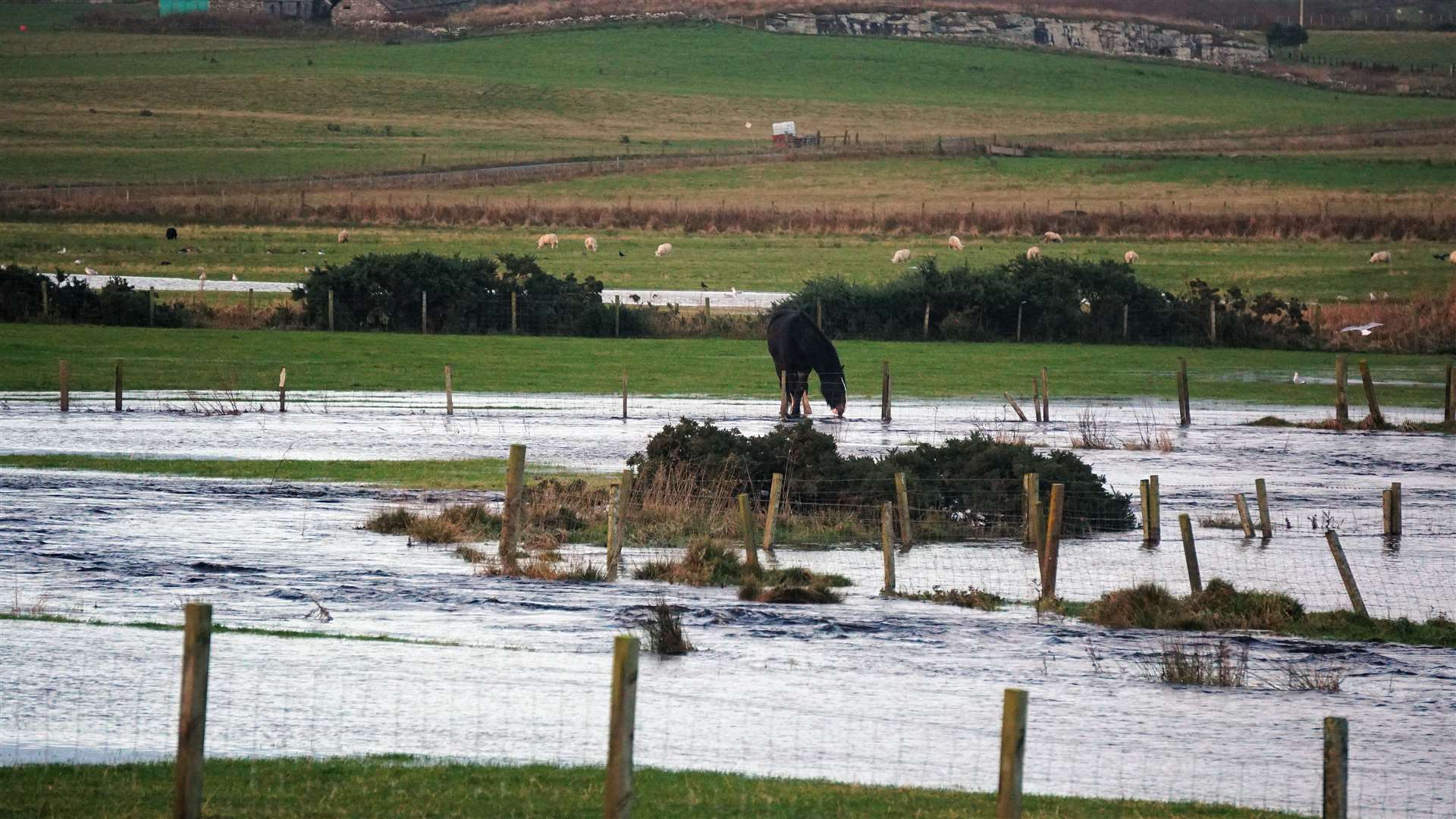 Achairn Burn burst its banks and a horse takes a drink. Picture: DGS