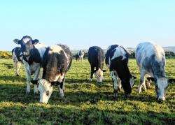 The Scottish Beef Scheme is seen as being vital to the industry