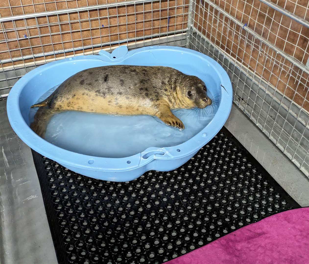 Caithness Seal Rehab and Release helps protect, rescue, treat and release seals along the county’s coastline.