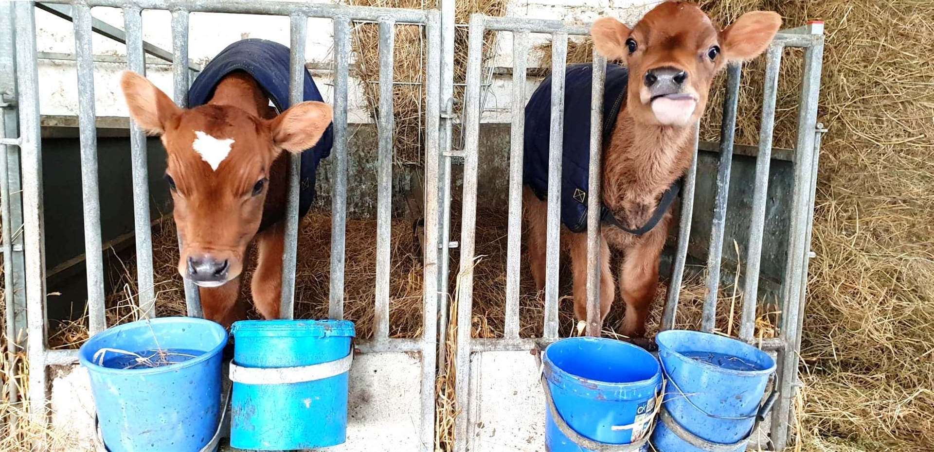 Lorna, left, with her twin brother Marryot at Thrumster Mains farm. The two calves are part of a Jersey herd owned by David Campbell and brought up to organic standards. Pic: Catherine MacLeod